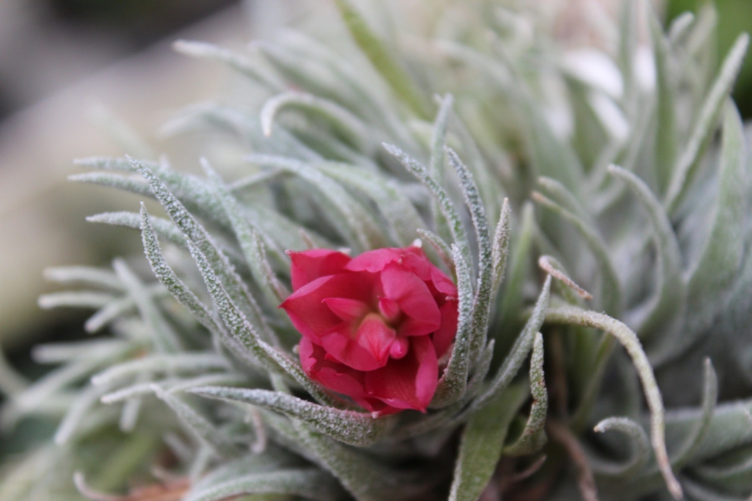 viragzo tillandsia a marczika bonsai studiobol
